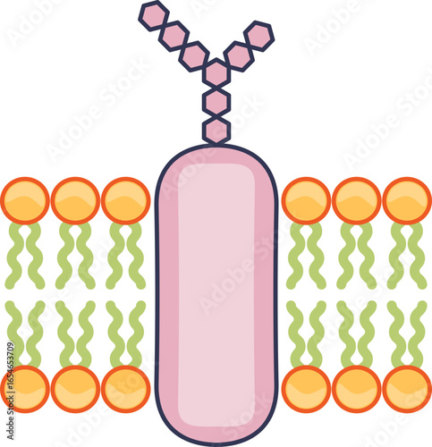 A diagram of a glycoprotein marker embedded in a cell's lipid bilayer. The integral protein with its attached oligosaccharide chain illustrates cell surface recognition and signaling.