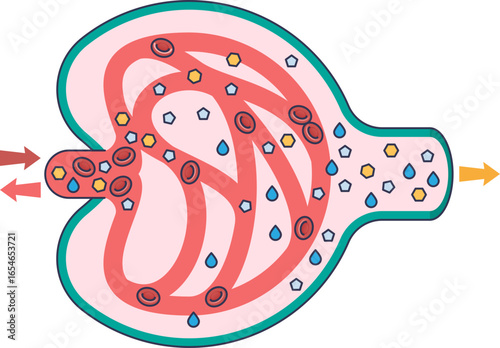 Diagram of glomerular filtration. Blood enters the glomerulus, where pressure forces water and solutes into Bowman's capsule, forming filtrate while retaining blood cells.