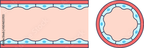Diagram of a healthy blood vessel cross-section. Shows smooth endothelial lining and clear lumen, representing optimal cardiovascular health and unobstructed blood flow.