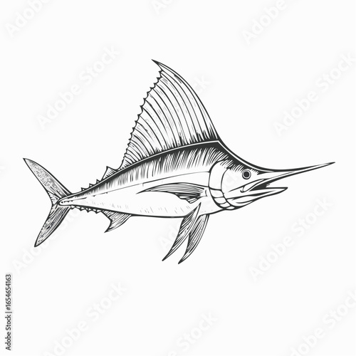 Sailfish Drawing Vectors and Vector Art isolated on white background.