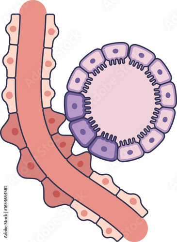 Diagram of the Juxtaglomerular Apparatus (JGA) showing macula densa and granular cells. This structure is vital for regulating renal blood flow and systemic blood pressure.