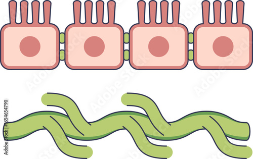 Anatomical vector of a lacteal, the lymphatic capillary within an intestinal villus. Shows enterocytes with microvilli for nutrient absorption into the lymph system.