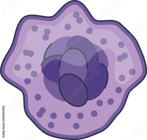 A vector illustration of a megakaryocyte. This large bone marrow cell with its multi-lobed nucleus and granular cytoplasm is the precursor to blood platelets, essential for hemostasis.