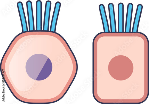 A vector illustration of two epithelial cells with microvilli. The diagram shows the brush border structure, which increases cell surface area for absorption. A key concept in cell biology.