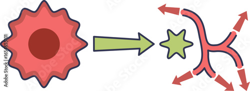 Diagram of VEGF (Vascular Endothelial Growth Factor) stimulating angiogenesis. A cell releases the factor, promoting the formation and growth of new blood vessels, a key process in tumor development.