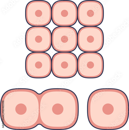 Diagram of normal cell division where a cell splits into two, leading to organized tissue formation. This illustrates the process of mitosis and healthy cellular growth.