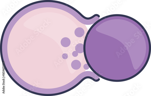Illustration of an erythroblast expelling its nucleus during erythropoiesis. This enucleation process is a critical step in the maturation of red blood cells, forming a reticulocyte.