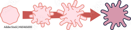 An illustration of platelet lifespan, showing the morphological changes from a resting state to an activated, spiky form, representing the process of platelet aging and apoptosis.