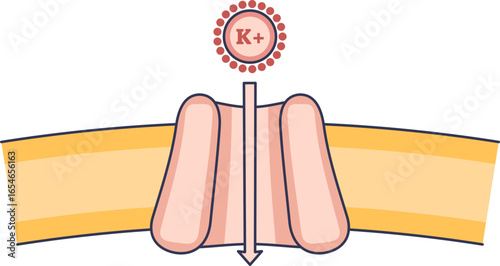 Diagram of a potassium ion (K+) moving through a protein channel in a cell membrane. Illustrates ion transport, crucial for nerve function and cell signaling.