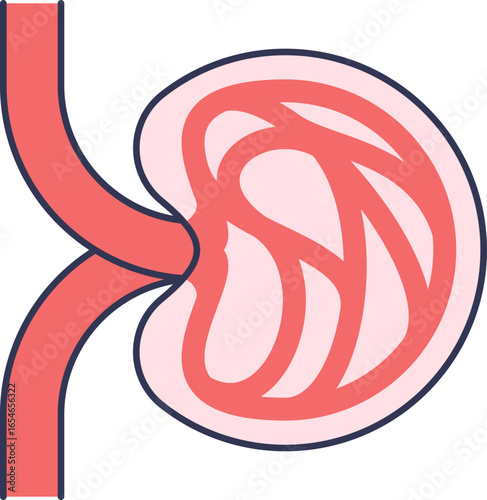 A diagram of a renal corpuscle, the kidney's filtration unit. Shows the glomerulus (capillary tuft) within Bowman's capsule, where blood filtration begins.