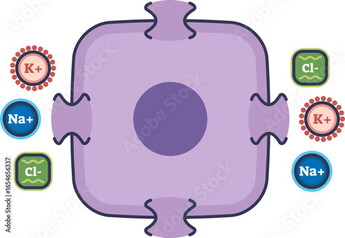 Illustration of a renal tubule cell with Na+, K+, and Cl- ions. Depicts ion transport across the epithelial membrane, a key function of the kidney nephron for reabsorption.