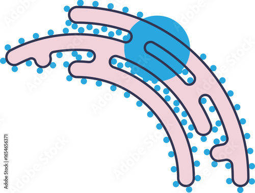 A diagram of the Rough Endoplasmic Reticulum (RER) showing its network of membranes (cisternae) studded with ribosomes, organelles crucial for protein synthesis in eukaryotic cells.