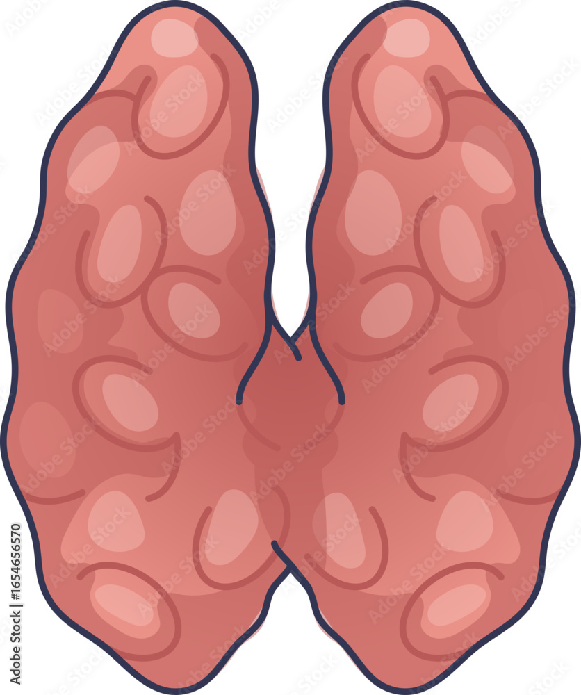 Εκτύπωση καμβά A vector illustration of the human thymus gland, a vital organ of the immune system