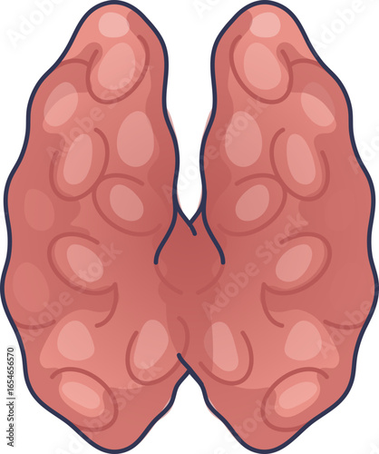 A vector illustration of the human thymus gland, a vital organ of the immune system. This bilobed structure is crucial for T-cell maturation and endocrine function. Medical and anatomical concept.