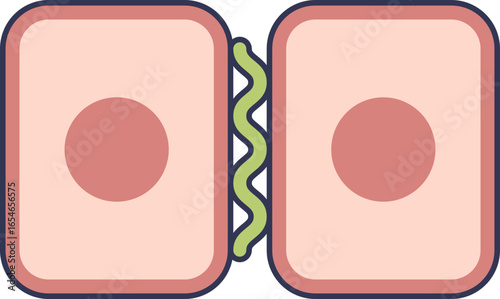 A diagram of two epithelial cells connected by a tight junction. This intercellular seal, formed by proteins, controls the passage of molecules and maintains tissue barrier function.