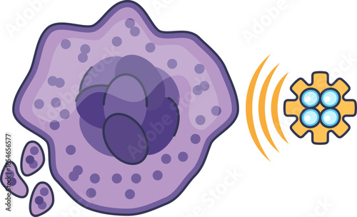Illustration of thrombopoiesis. A megakaryocyte cell, stimulated by a thrombopoietin (TPO) signal, matures and sheds platelets. This represents platelet formation in hematopoiesis.