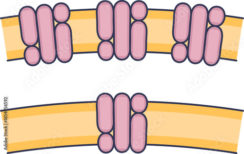 Diagram of receptor downregulation, a key tolerance mechanism. Shows a decrease in transmembrane proteins on a cell membrane, reducing cellular response and sensitivity to a substance.