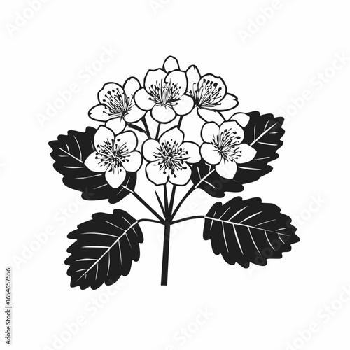 Hawthorn Flower Image vector. Black and white  Hawthorn Flower Image vector on white background.