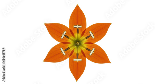 Isolated Star Lily Flower