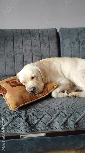 A fawn-colored one-year-old Labrador sleeps on the sofa