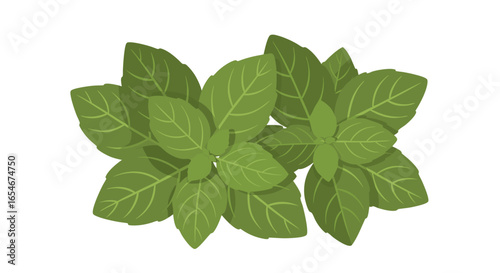 Vibrant Green Basil Leaves Illustration Highlighting Freshness and Natural Herbaceous Qualities for Culinary Use or Botanical Displays