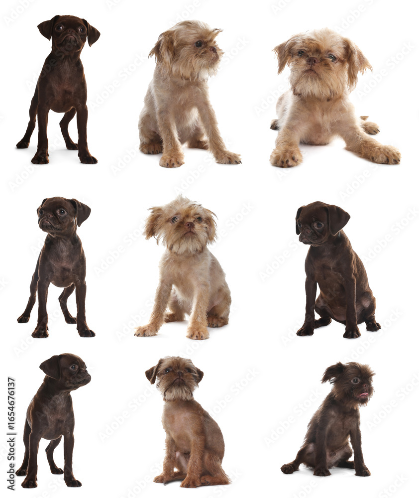 Obraz premium Cute Griffon puppies isolated on white, collage. Adorable dogs