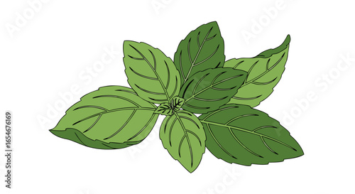 Fresh aromatic basil leaves with vibrant green color and detailed venation showcasing their culinary and medicinal significance in herbs collection