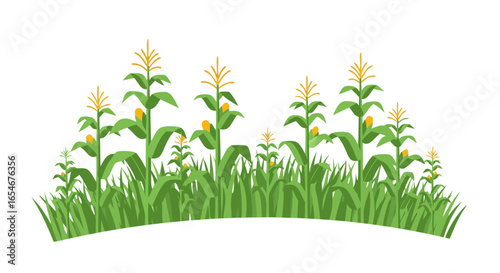 Vibrant Cornfield Illustration Showcasing Growing Maize Plants Under Bright Sunlight for Agriculture and Nature Enthusiasts