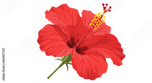Vibrant Red Hibiscus Flower with Detailed Petal Patterns and Elegant Stamen Structure Displayed in a Bright and Clean Illustration Style