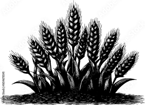 Engraved sketch of wheat field in black bold style for rustic design