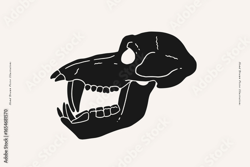 Hand-drawn illustration of a carnivorous animal skull with sharp fangs. Vintage anatomy and biology concept for design and print