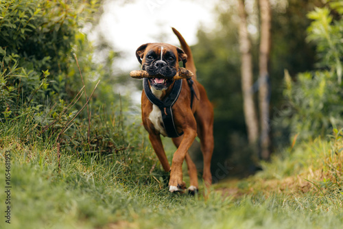 Happy Boxer Dog Running Through Forest Trail with Stick in Mouth on Sunny Day