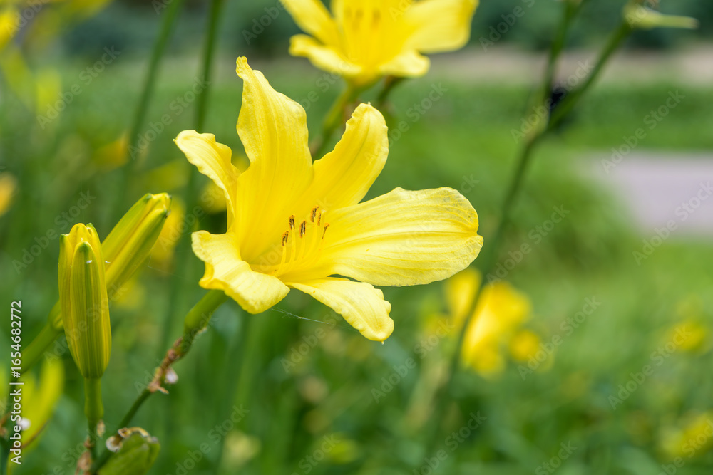 Fototapeta premium 鮮やかな黄色のニッコウキスゲの花