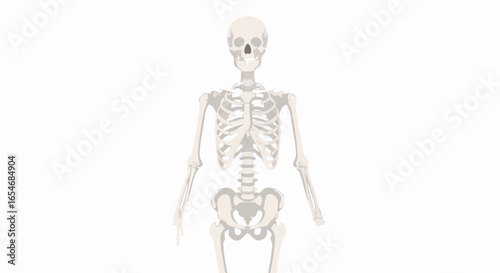 Detailed anatomical illustration of the human skeleton showcasing bone structure and joint connections for educational purposes