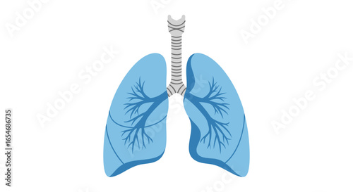 Simplified illustration of human respiratory system highlighting lungs and trachea for educational purposes