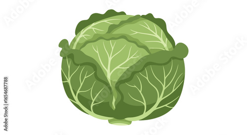 Fresh Green Savoy Cabbage with Textured Leaves Backdrop for Healthy Fresh Produce Display