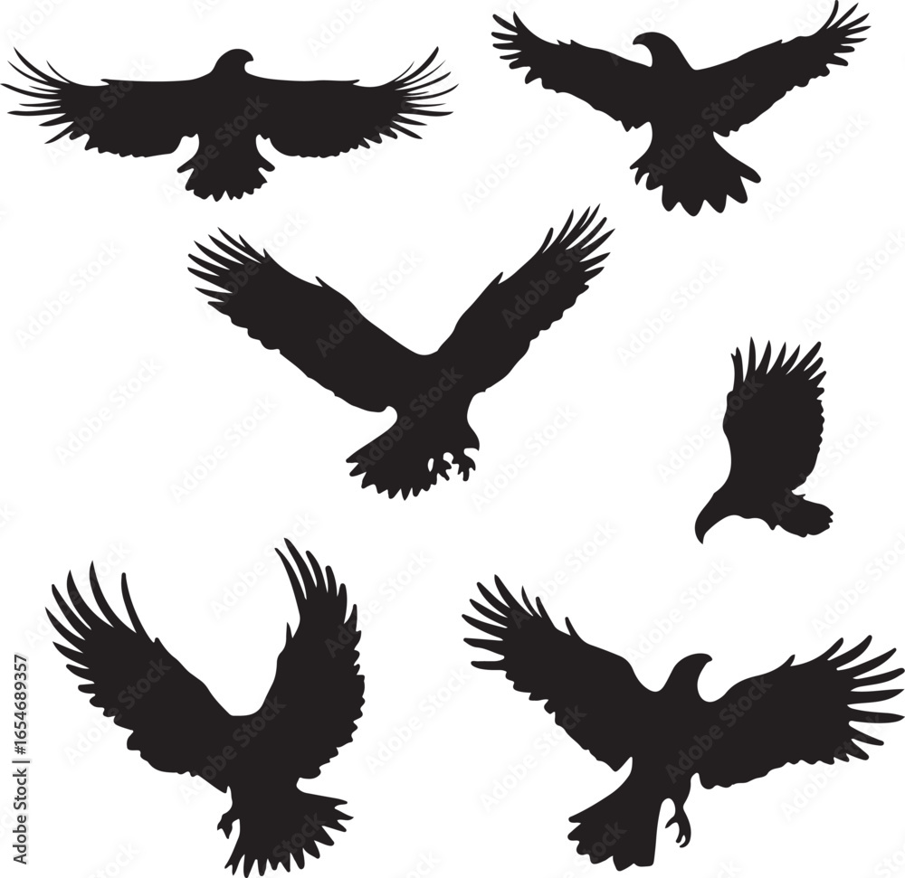 Obraz premium Black eagles soaring in flight bird flying
