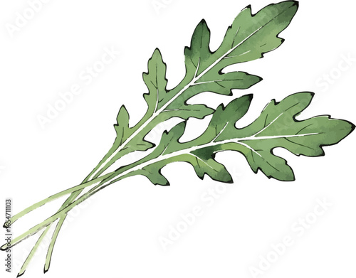 A Bunch of Arugula Leaves