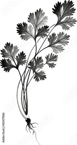 A Bunch of Cilantro