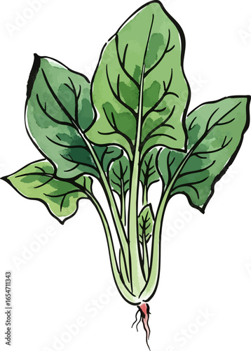 A Bunch of Spinach Leaves