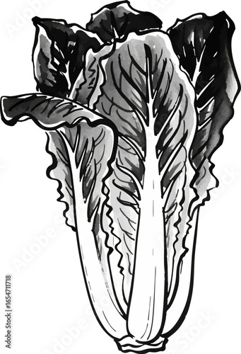 A Head of Romaine Lettuce