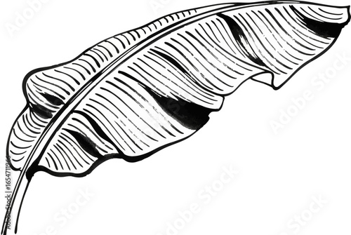 A Single Banana Leaf