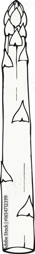 A Single White Asparagus Spear