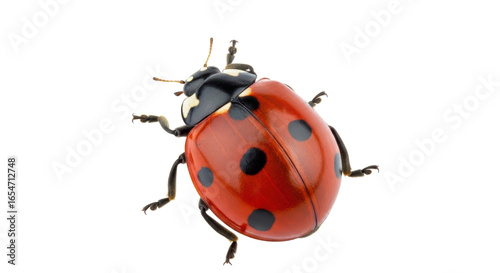 Isolated Ladybug