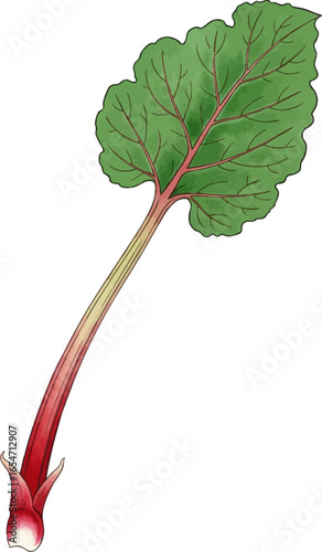 A Stalk of Rhubarb