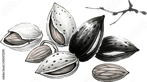 A Still Life of Almonds