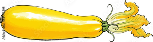 A Yellow Zucchini with its Blossom