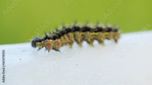 A hideous hairy caterpillar crawls on a white cloth