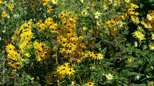 Wallpaper Mural Gartenparadies, Gemischter Natur Garten mit gelben Sonnenhut Pflanzen und Bienen, Blüten im Sommer, Gartenpflanzen Hintergrundvideo Torontodigital.ca