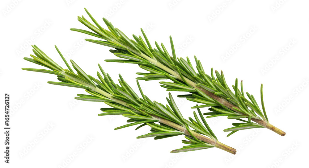 Fototapeta premium Isolated Fresh Green Rosemary Sprigs